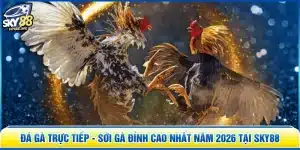 Đá Gà Trực Tiếp - Sới Gà Đỉnh Cao Nhất Năm 2026 Tại SKY88