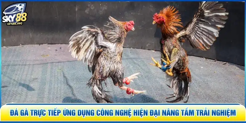 Đá Gà Trực Tiếp ứng dụng công nghệ hiện đại nâng tầm trải nghiệm
