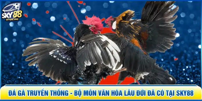 Đá Gà Truyền Thống - Bộ Môn Văn Hóa Lâu Đời Đã Có Tại SKY88