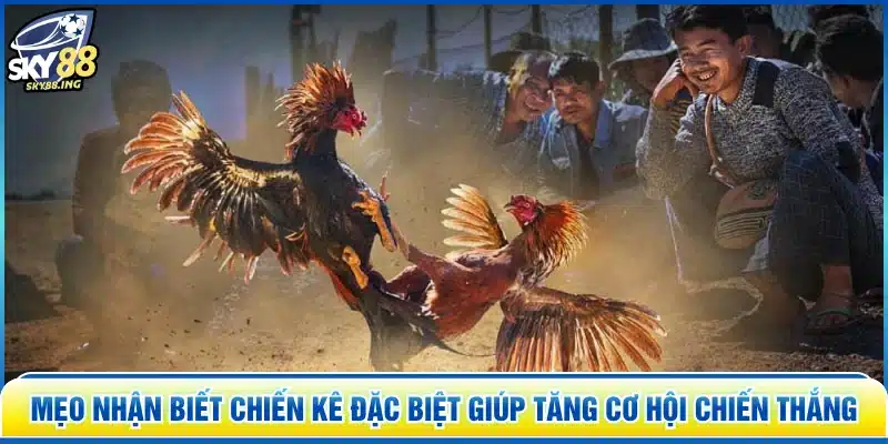 Mẹo nhận biết chiến kê đặc biệt giúp tăng cơ hội chiến thắng